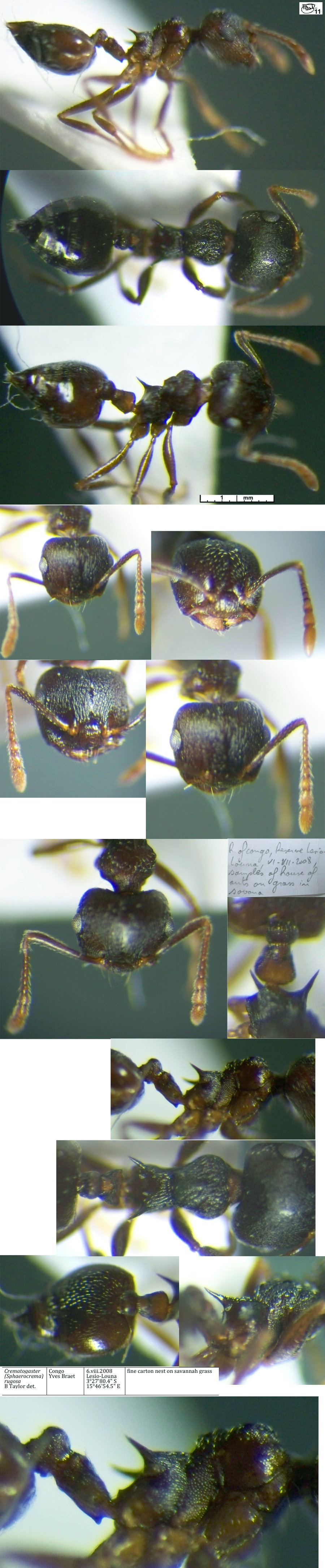 Crematogaster rugosa