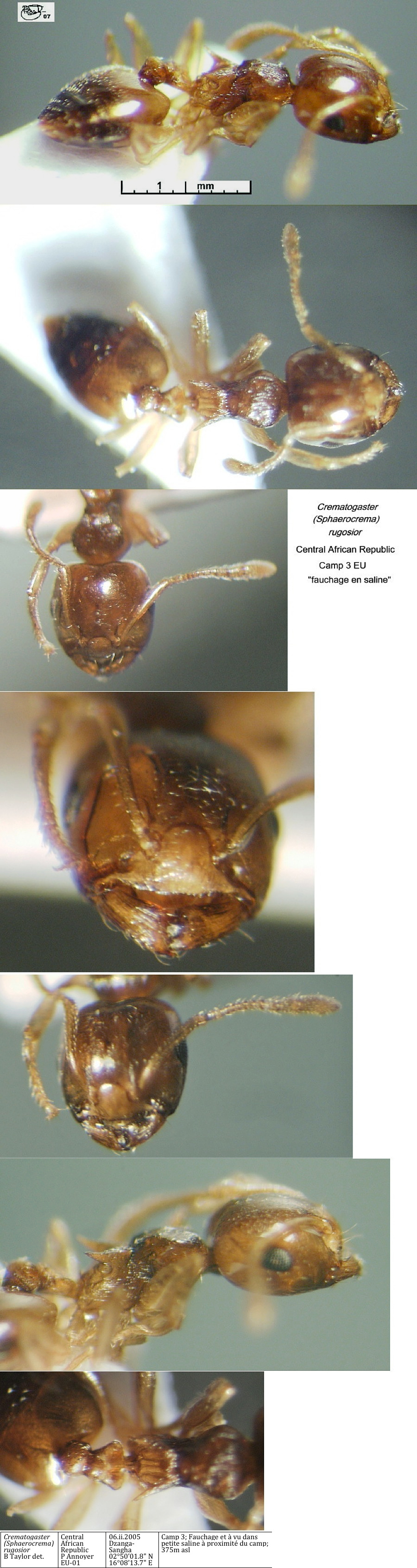 {Crematogaster rugosior}