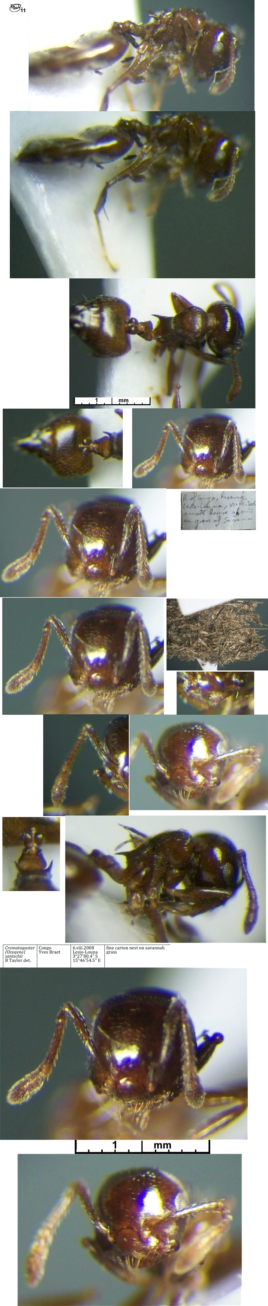 Crematogaster santschii worker