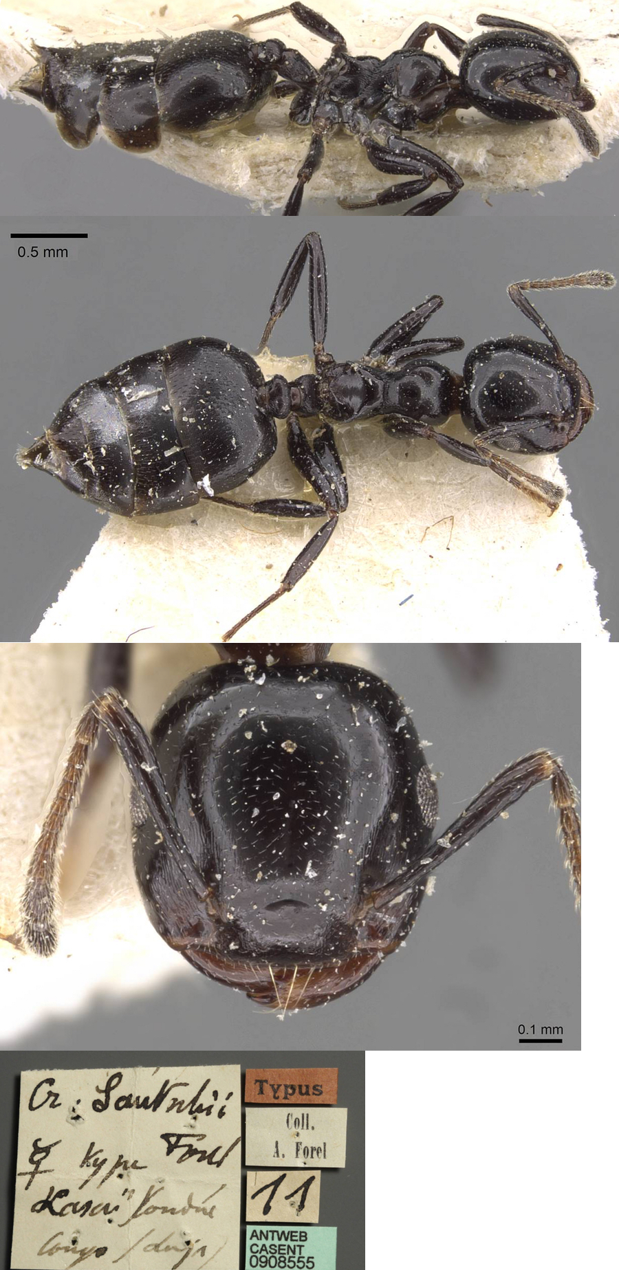 {Crematogaster (Oxygyne) santschii}