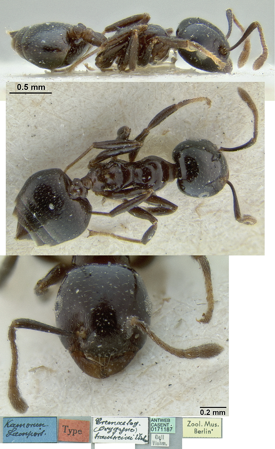 Crematogaster trautweini