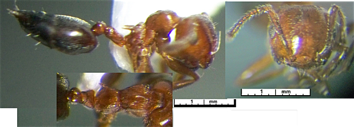 Crematogaster schmidti