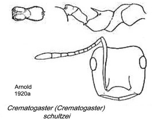 {Crematogaster schultzei}