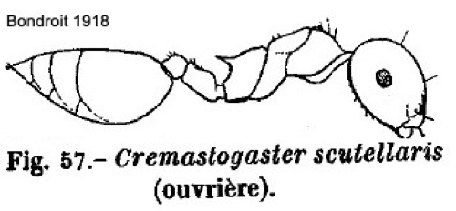 {Crematogaster scutellaris}