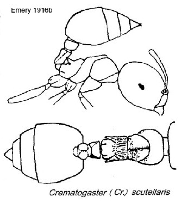 {Crematogaster scutellaris}