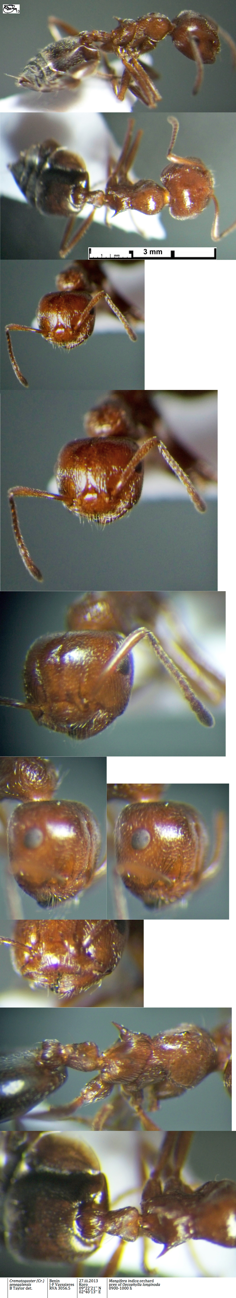 Crematogaster senegalensis worker