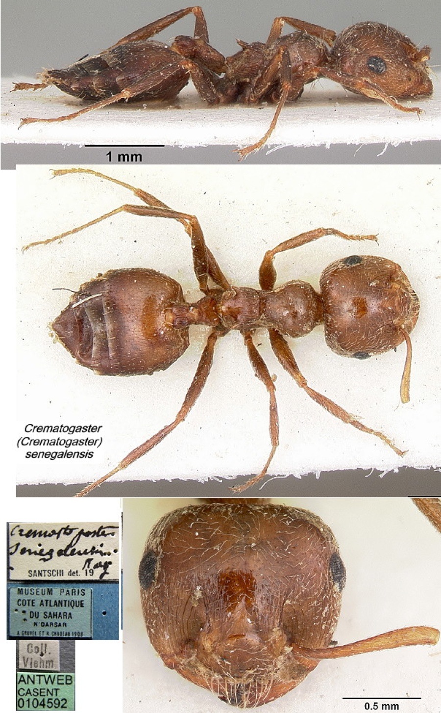 {Crematogaster senegalensis type}