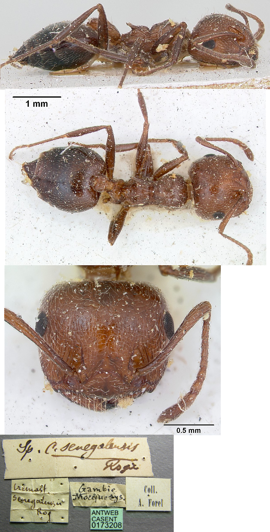 {Crematogaster senegalensis type}