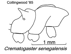 {Crematogaster senegalensis}