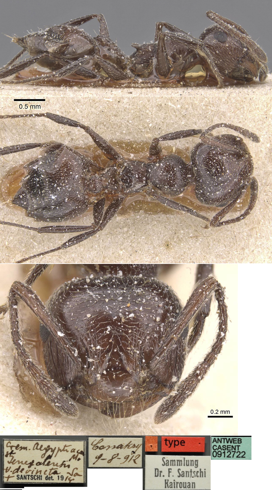 {Crematogaster senegalensis type}