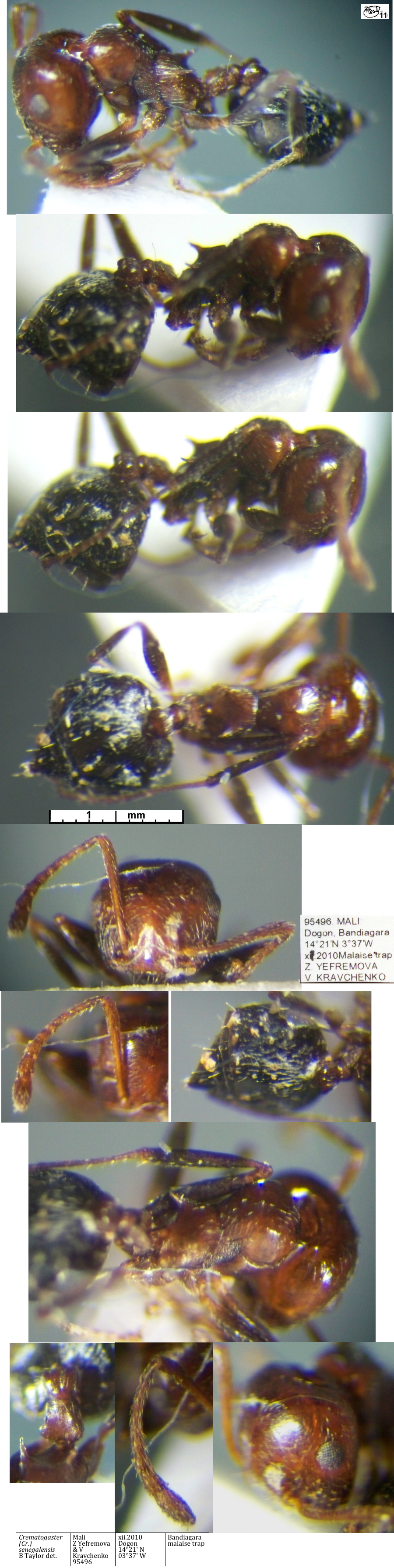 Crematogaster senegalensis