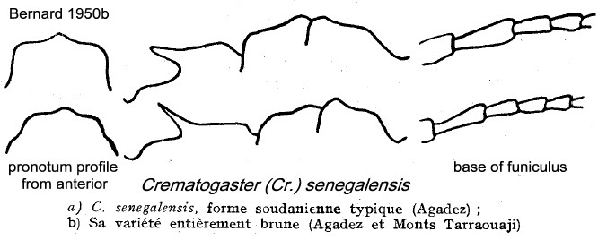 {Crematogaster senegalensis}