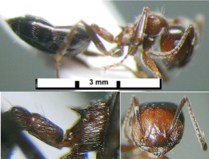 {Crematogaster senegalensis type form}