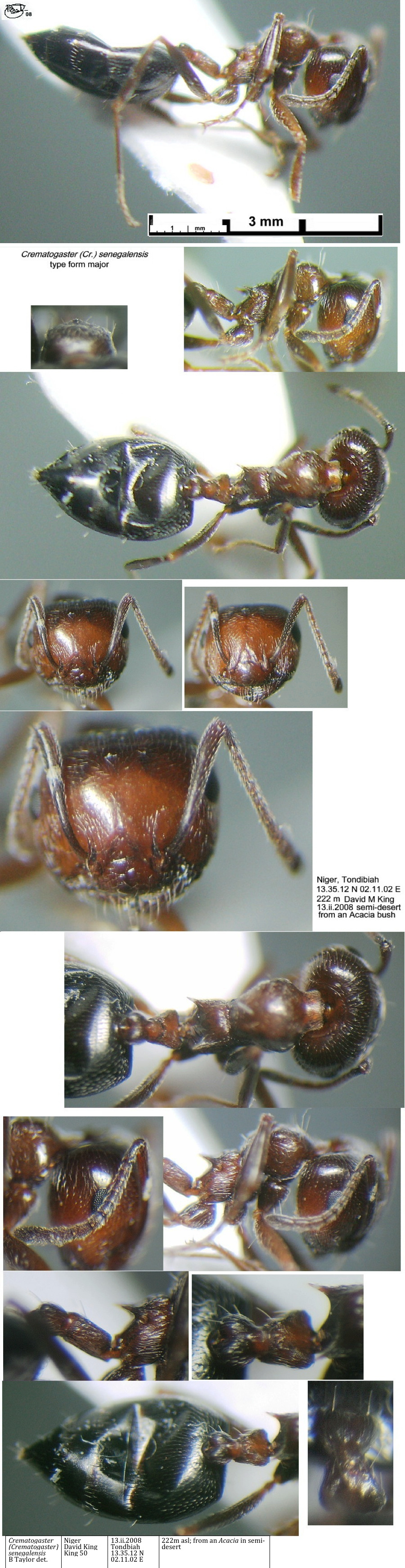 {Crematogaster senegalensis type form}