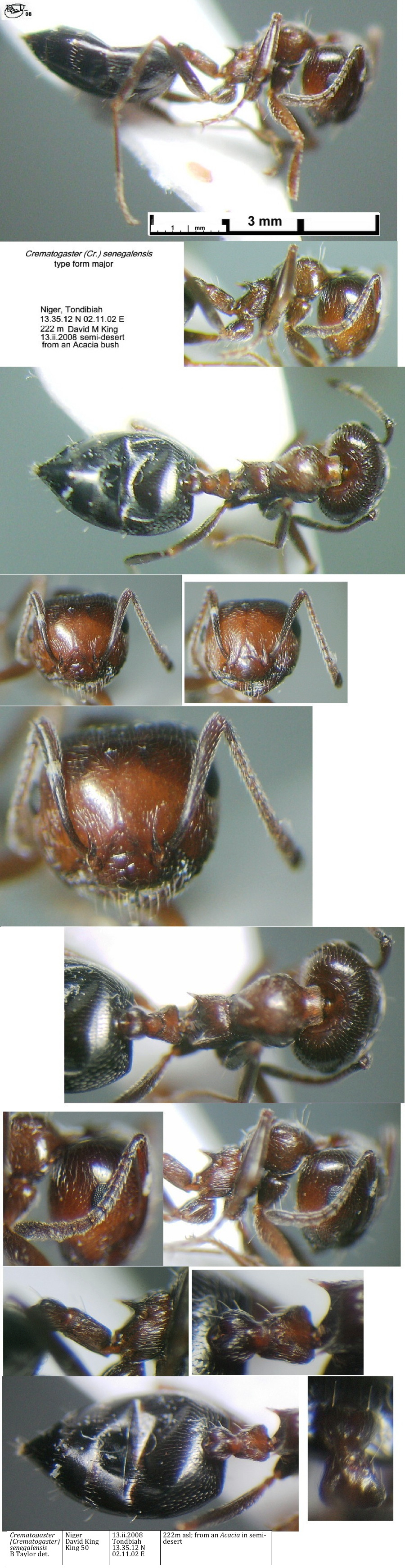 {Crematogaster senegalensis type form}