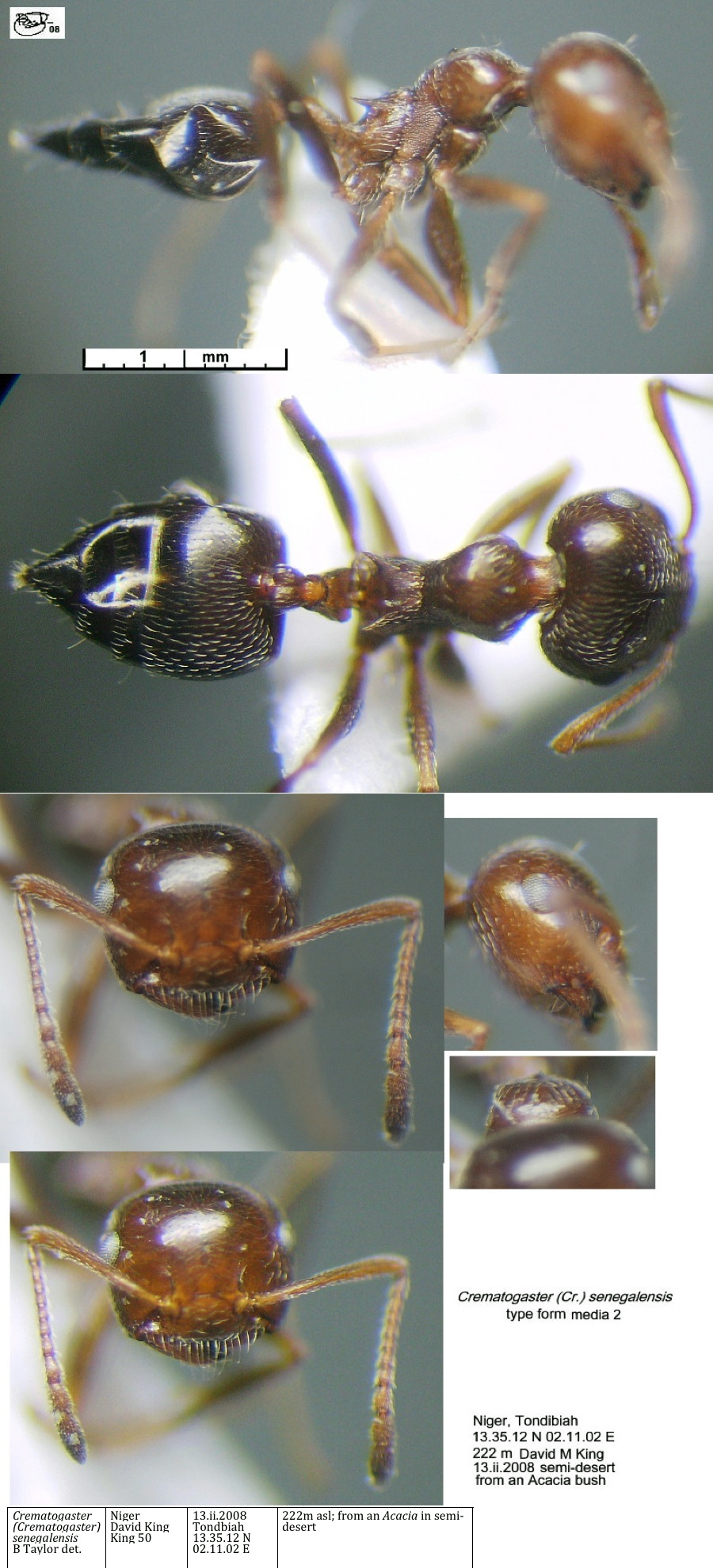 {Crematogaster senegalensis type form}