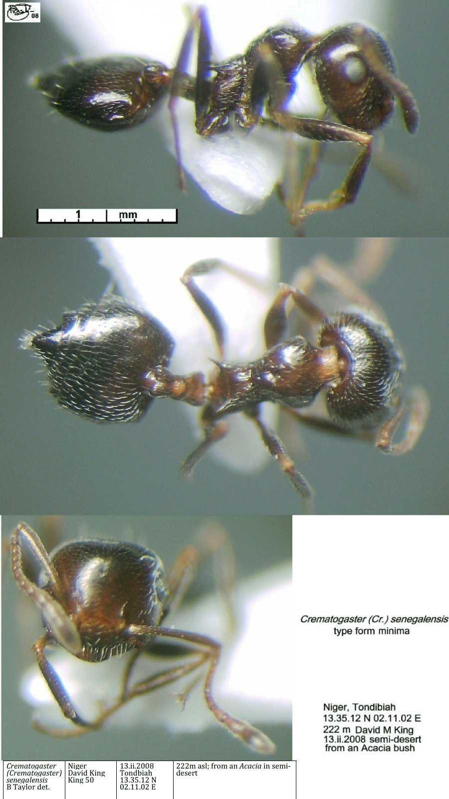 {Crematogaster senegalensis type form}