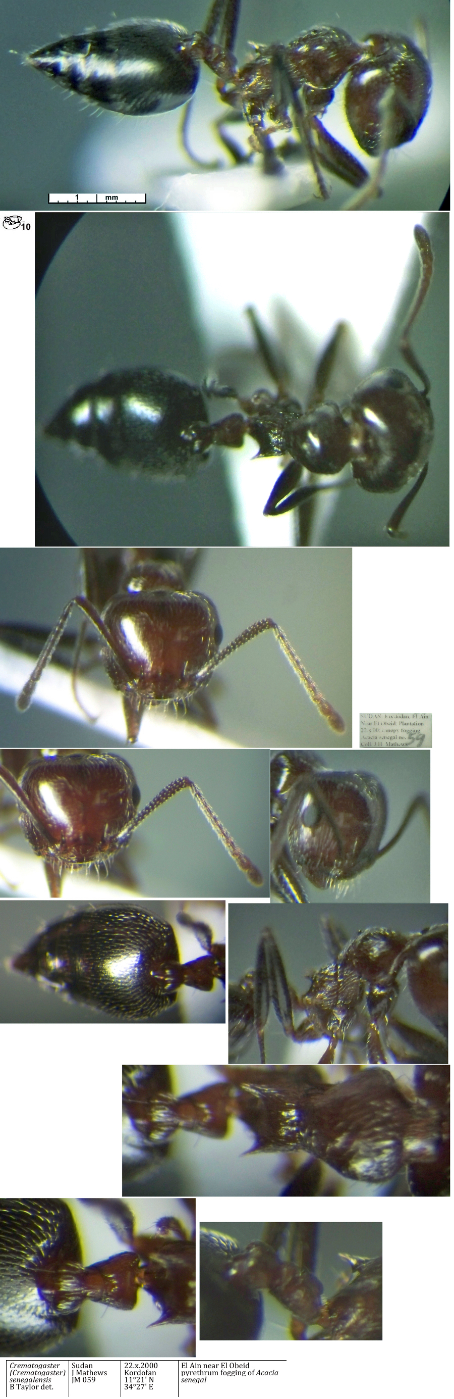 Crematogaster senegalensis