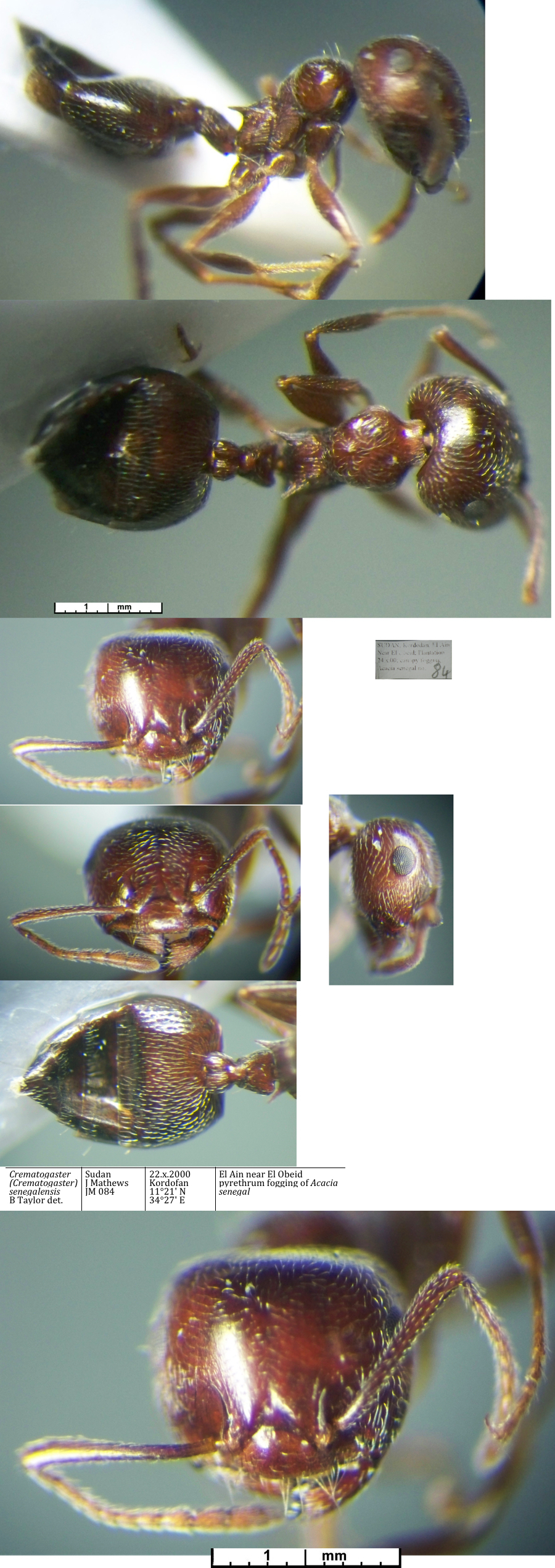 Crematogaster senegalensis