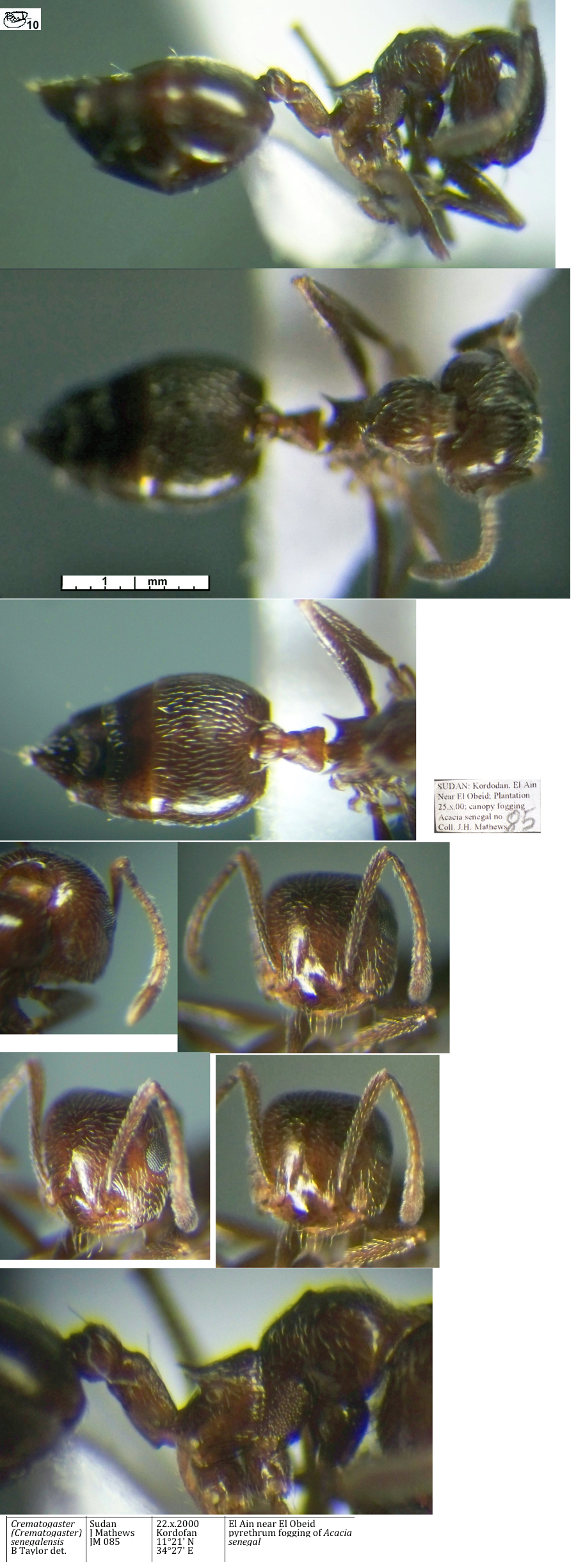 Crematogaster senegalensis