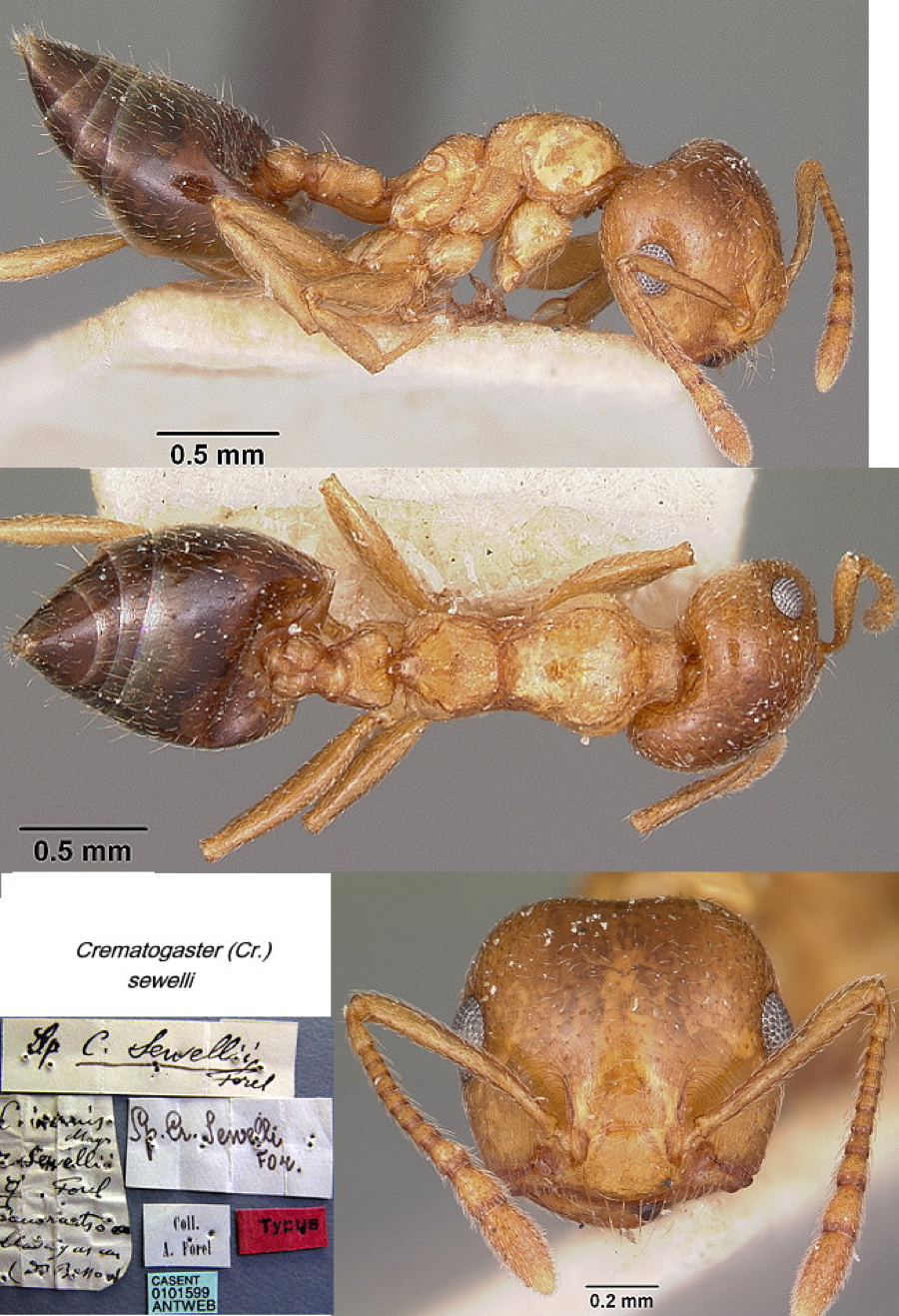 {Crematogaster sewelli}