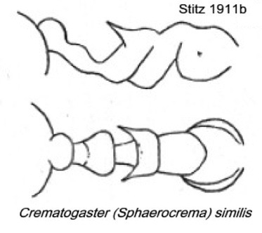 {Crematogaster similis}