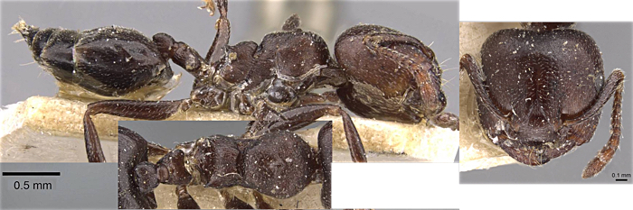 Crematogaster foraminicipoides