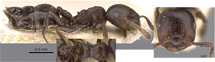 Crematogaster bulawayensis