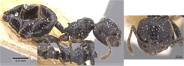 Crematogaster infaceta