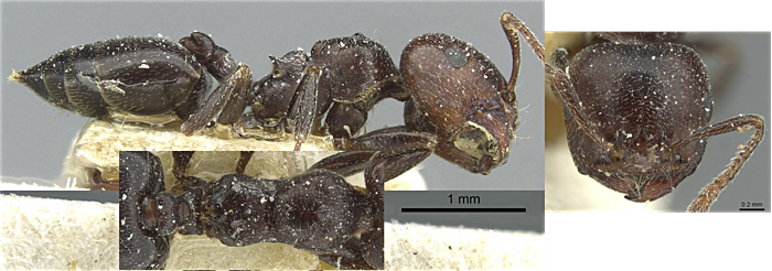 Crematogaster pudica