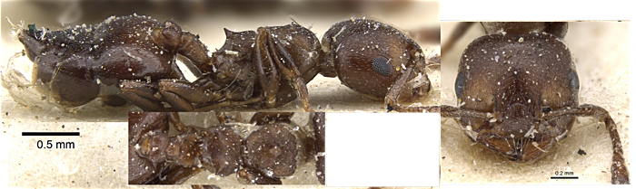 Crematogaster inquieta