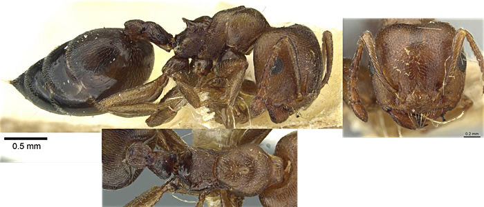 Crematogaster tricoloroides