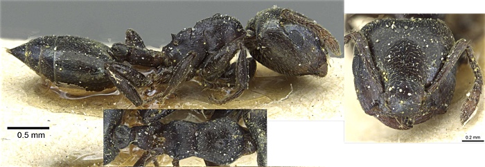 Crematogaster zulu