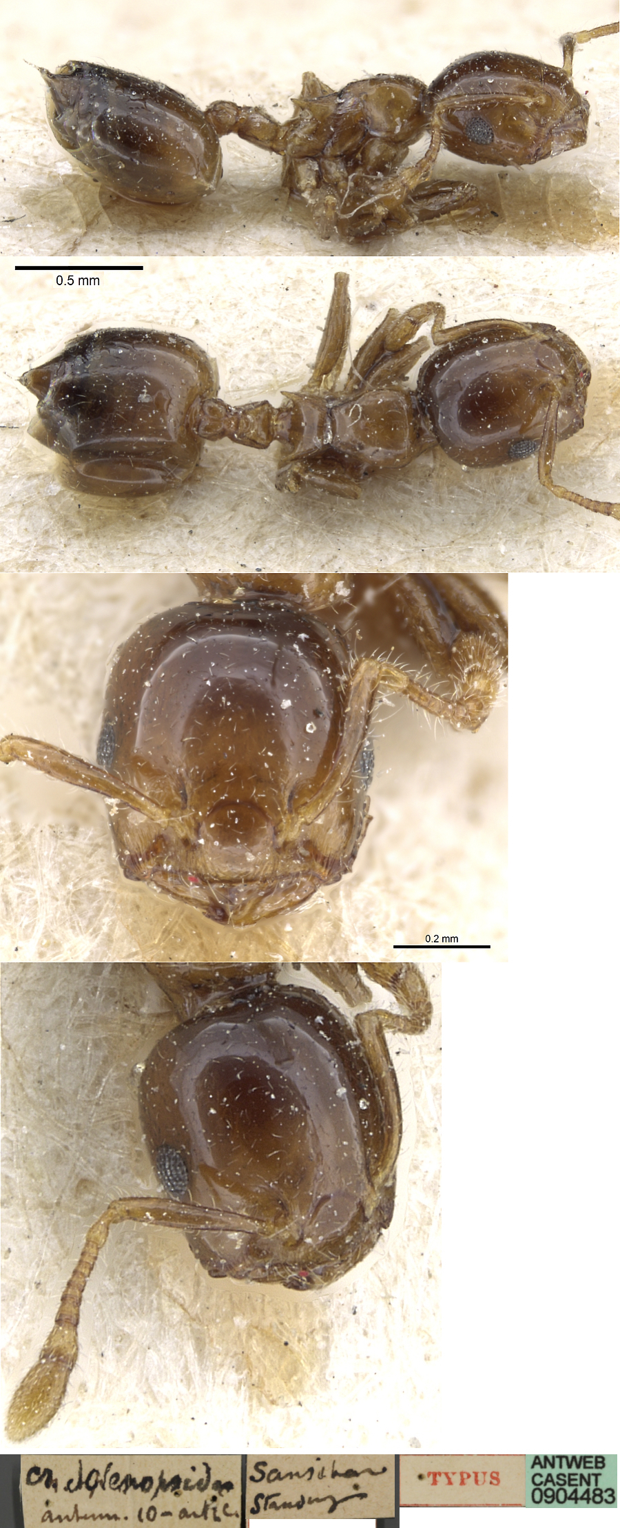 {Crematogaster solenopsides}