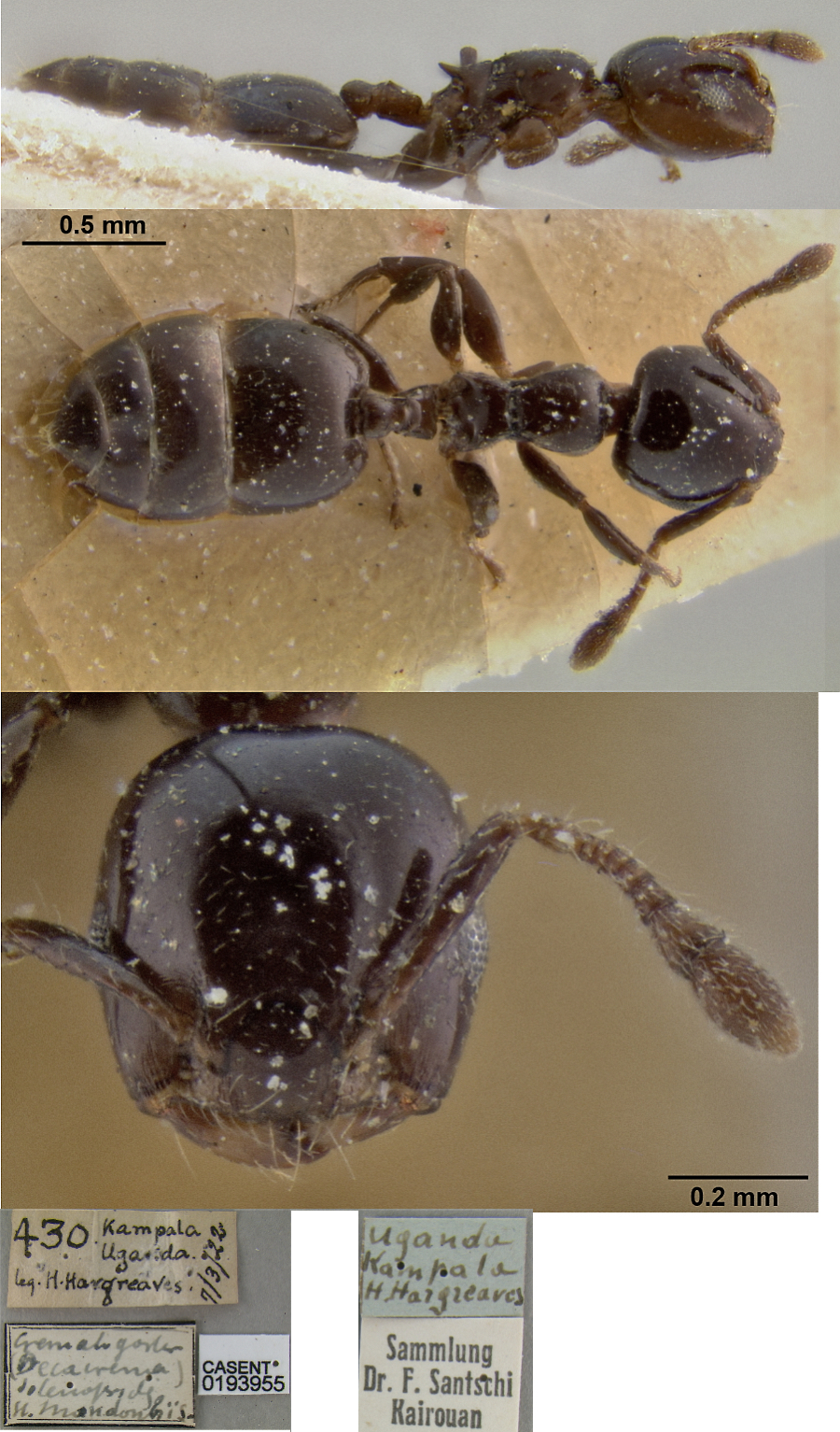 {Crematogaster solenopsides}