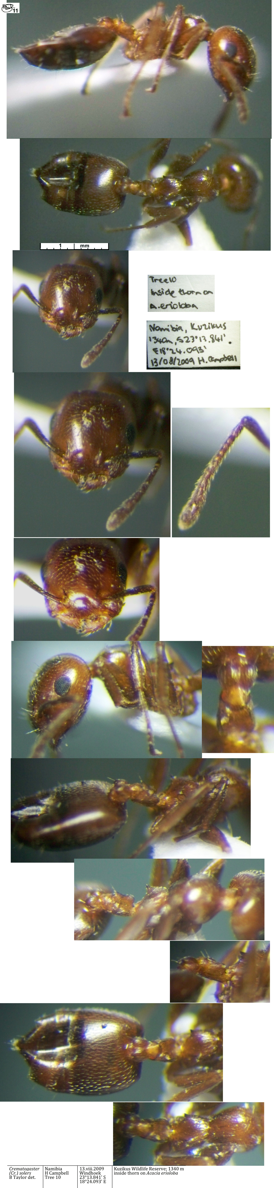 Crematogaster solers