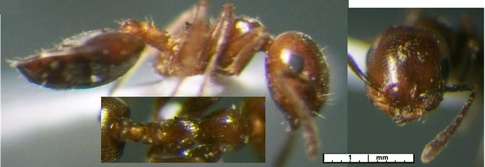 Crematogaster solers