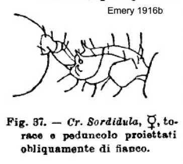 Crematogaster sordidule