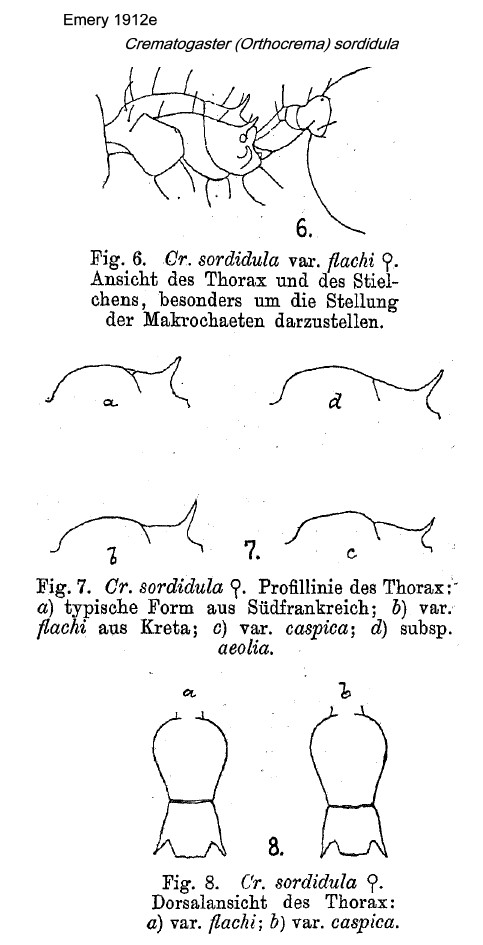 {Crematogaster sordidula}