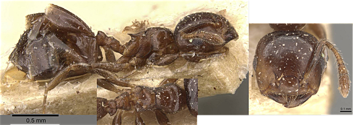 Crematogaster spuria