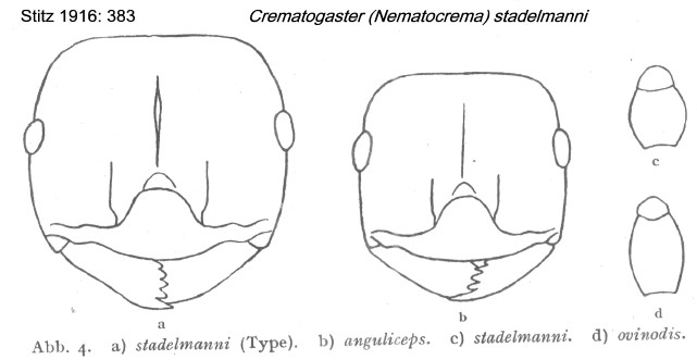 {Crematogaster stadelmanni varieties}