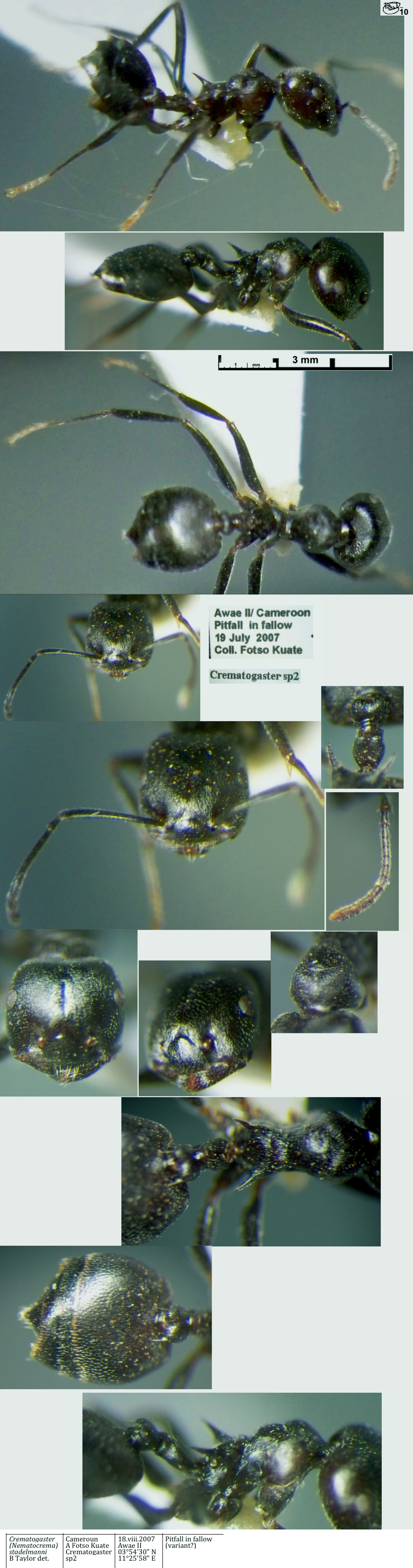 Crematogaster stadelmanni