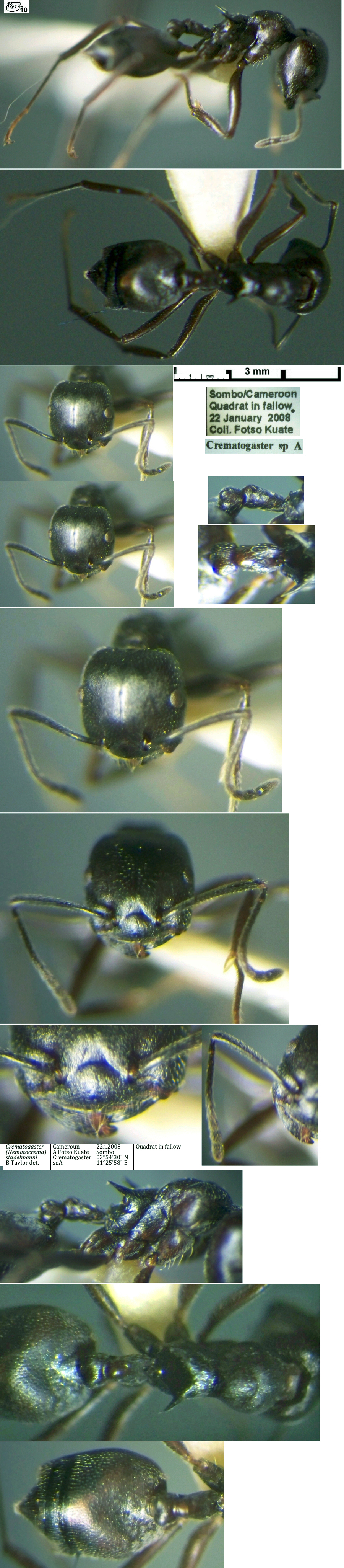 Crematogaster stadelmanni