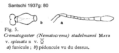 {Crematogaster (N.) stadelmanni}