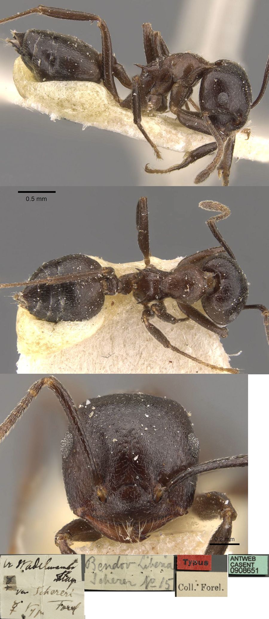 {Crematogaster stadelmanni}