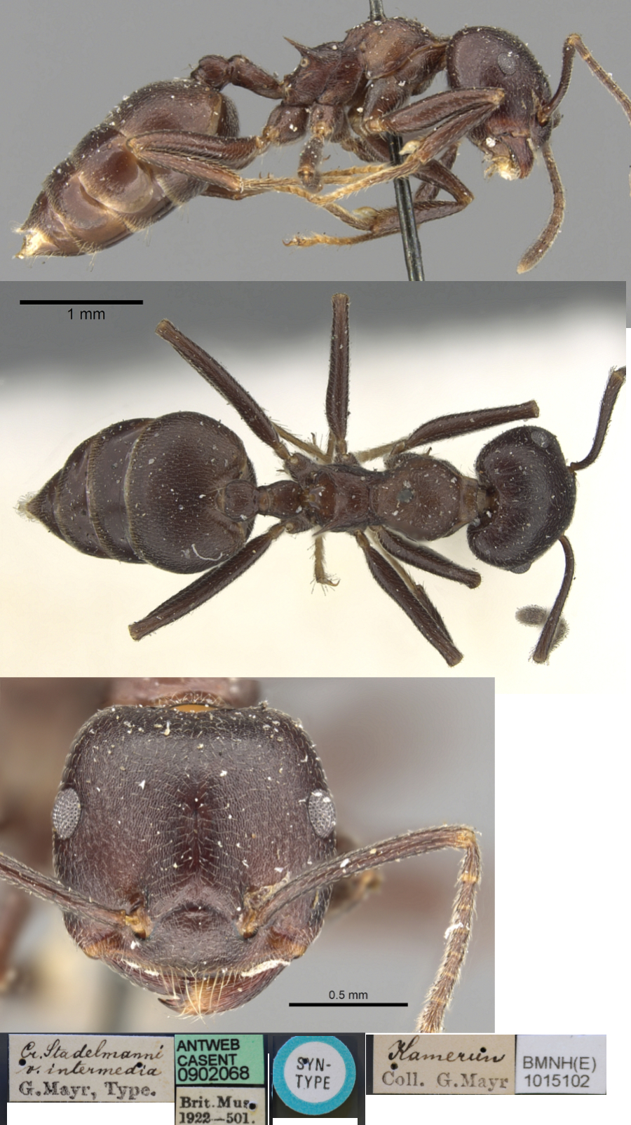 {Crematogaster stadelmanni intermedia}