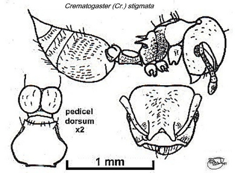 {Crematogaster (Cr.) stigmata}