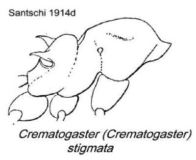 {Crematogaster stigmata}