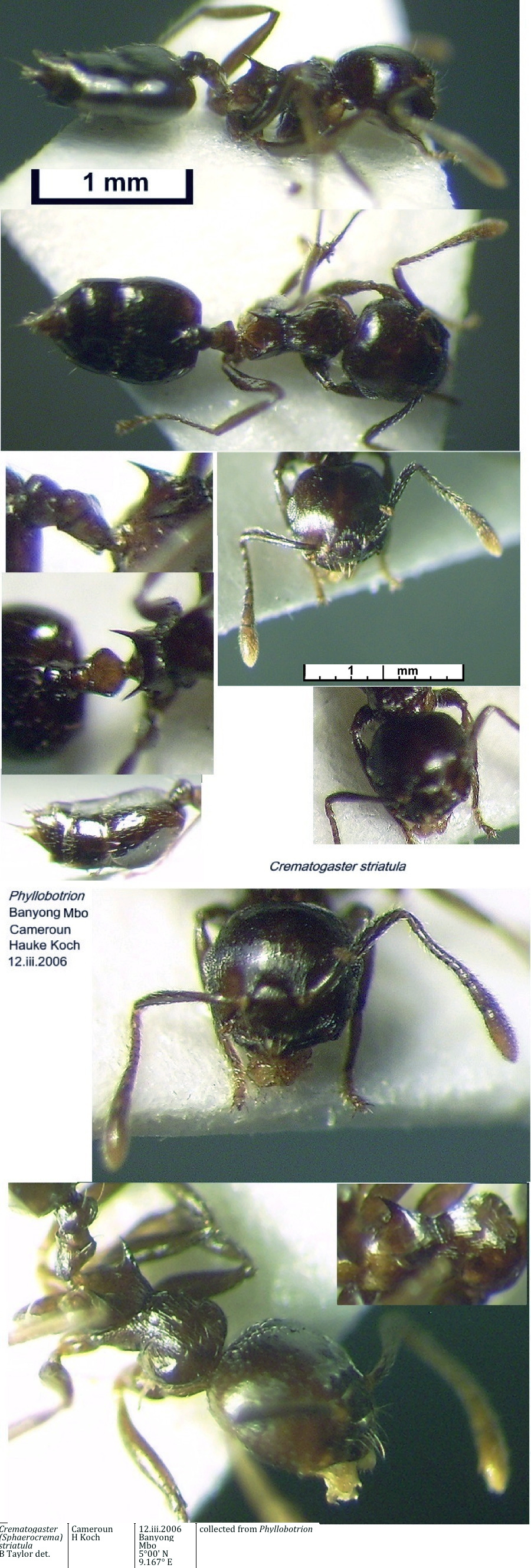 {Crematogaster striatula}