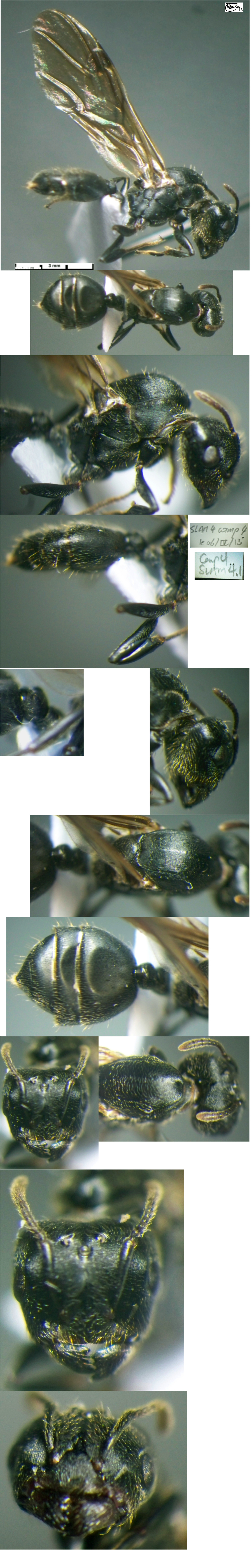 {Crematogaster striatula queen}